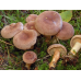 Мицелий Млечника серо-розового (Lactarius helvus)